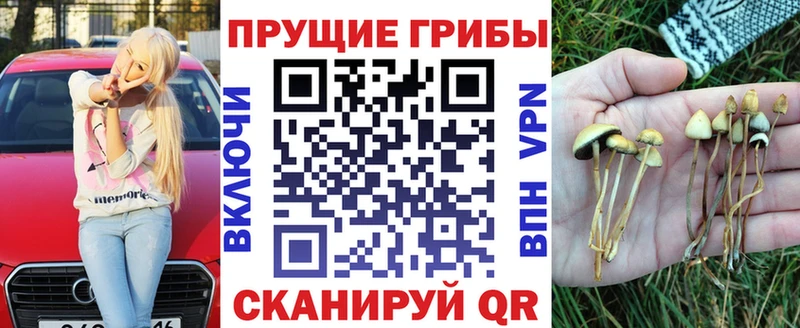 Купить закладки  Дмитровск  Псилоцибиновые грибы Psilocybe 